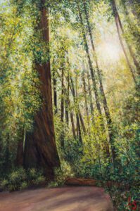 Henry Cowell Redwoods