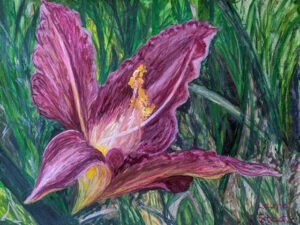 Lily in the front garden